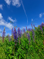 Fototapete bei efototapeten.de bestellen   