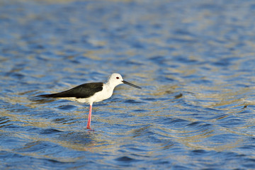 Black-winged stilt bird in Pottuvil, Sri Lanka