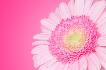 Pink gerbera daisy flower