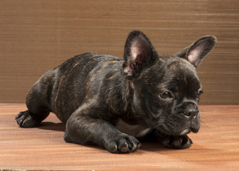 Chiot bouledogue