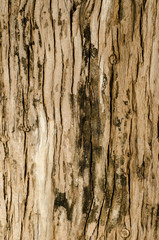 Bark texture