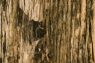 Bark texture