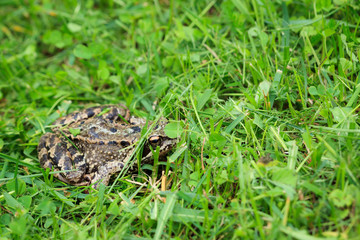 Frog on grass at summer