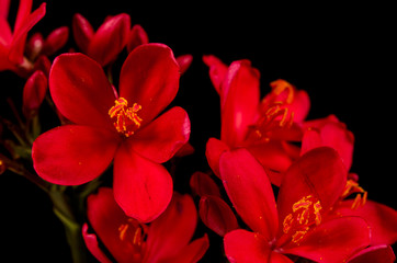 Obraz na płótnie Canvas Jatropha integerrima flower, Peregrina or Spicy Jatropha