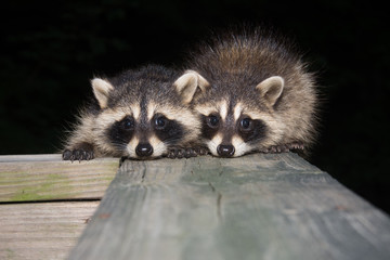 Tw baby raccoon © Tony Campbell