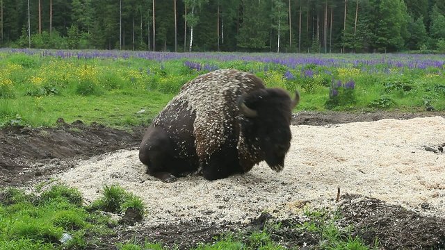 European bison on the rest lies in the sawdust. Endangered species of Buffalo. Leningrad region, Russian soupirant "Zubrovnik" Powerful ancient rare animal. A protected species.