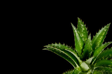 Mini pineapple