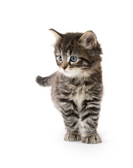 Obraz premium Cute tabby kitten on white background