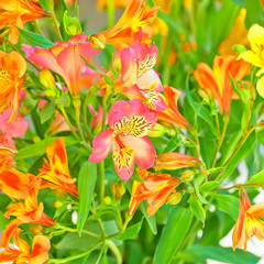 Beautiful alstroemeria