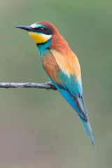 European bee-eater