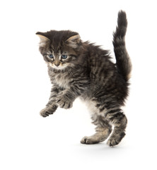 Obraz premium cute tabby kitten playing on white
