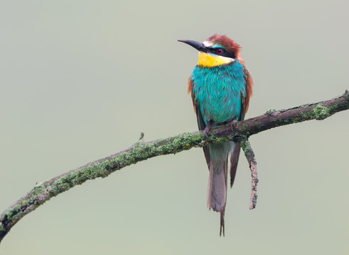European bee-eater on a rainy day