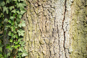 ivy climbing on pak tree bark