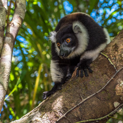 Black-and-white ruffed lemur of Madagascar © javarman