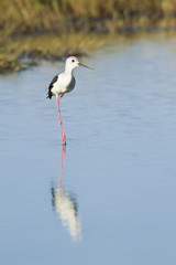 Black-winged stilt bird in Pottuvil, Sri Lanka