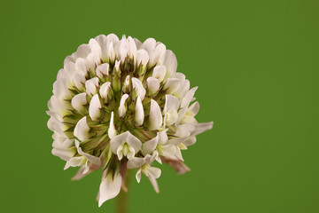 Een witte klaver op een groene achtergrond