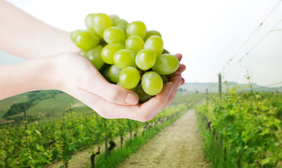 close up of woman hands holding green grape bunch