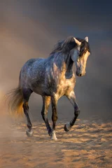 Fototapeten Grey andalusian horse trotting in desert dust © callipso88