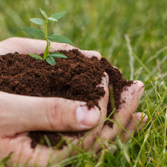 Male hands with a green sprout