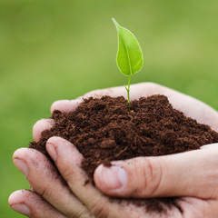 Male hands with a green sprout