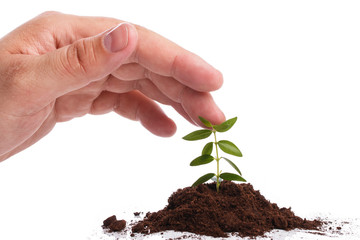 Male hand with a green sprout