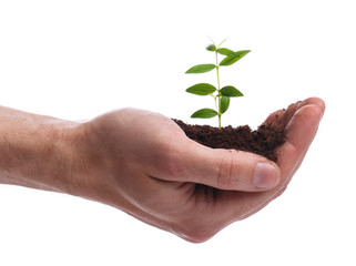 Male hand with a green sprout