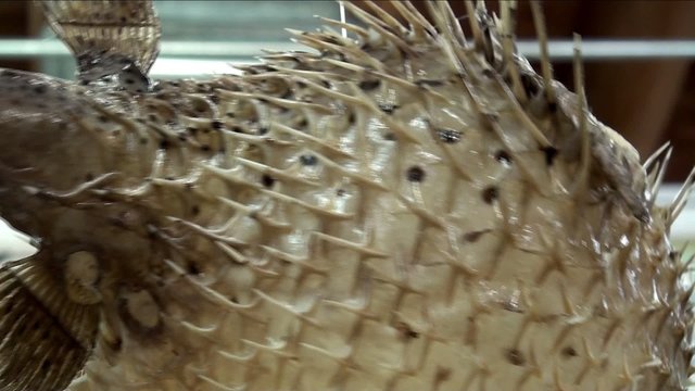 Big dried Globefish in the Sea Gift store. 