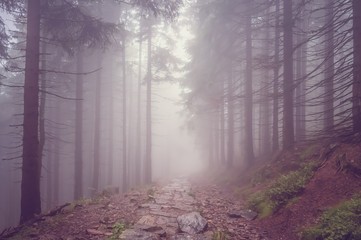 Fog in the haunted forest