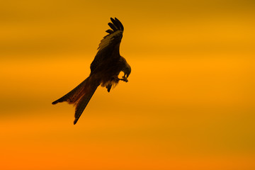 Red Kite