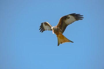 Red Kite