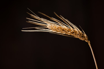 yellow wheat ears isolated on orange background