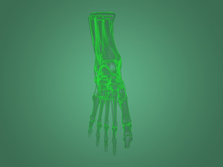 X-ray foot anatomy