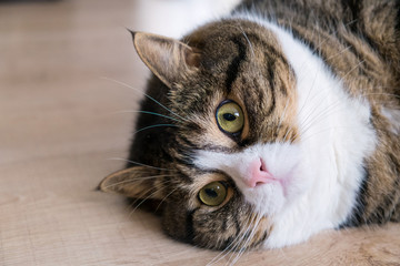 Portrait of a fat tabby cat with white furs. Lying at the wood ground.