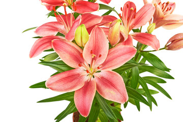 Obraz na płótnie Canvas Lily flower