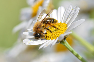 Honey bee feeding on anthemis flower
