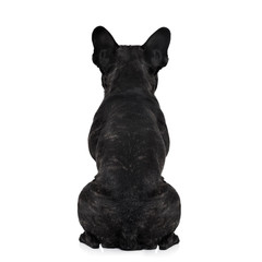 dog back torso
