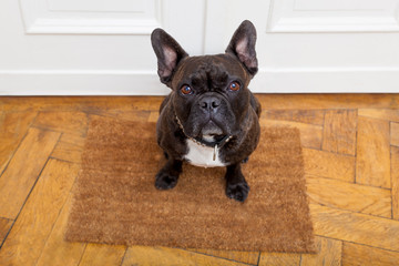 dog begging for a walk