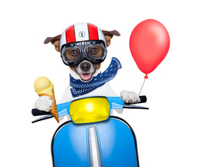 crazy speed dog