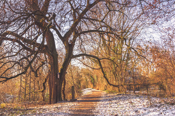 Waldspaziergang im Winter 