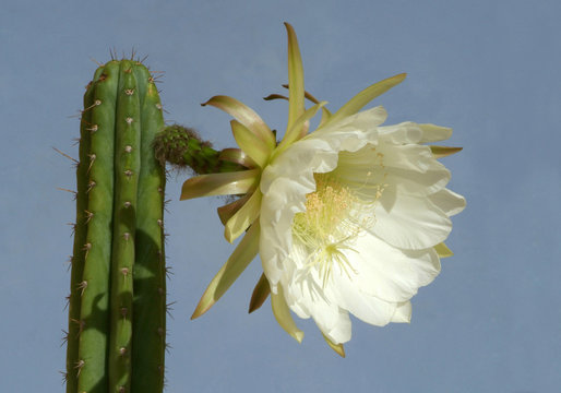 Cactus Trichocereus  pachano San pedro en fleur