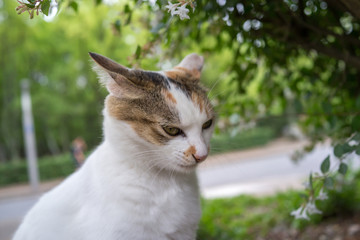 何か不貞腐れた感じののらねこ