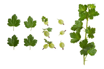 Gooseberries - green leaves, ripe fruit and stalk, on a white background.