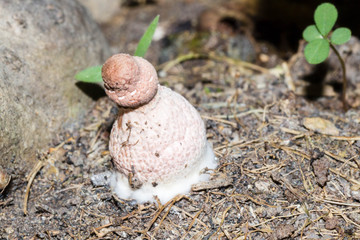A strange squat fungi is and emerging wild mushroom. Tiny fibers decorate its base. Copy space to the right and left.