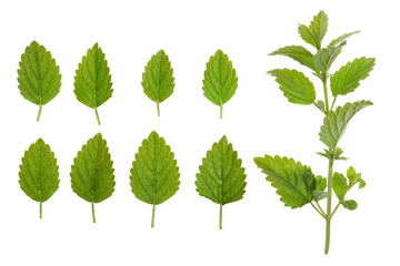 Mint - green leaves and stem, on a white background.