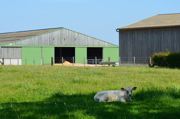 Veau se reposant à l'ombre (Normandie)