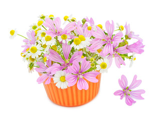 Beautiful spring flowers