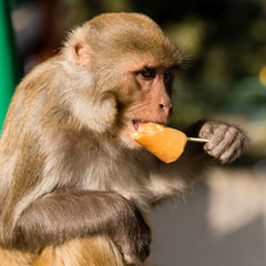 A monkey eating and ice cream at Swayambhunath temple in Kathmandu valley.