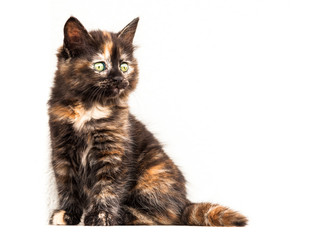 Young cat on white background