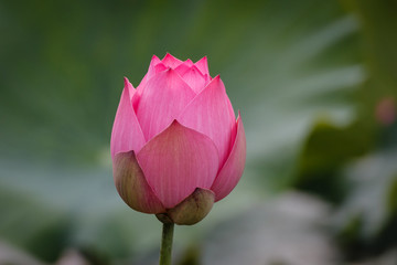 Flower buds of The Pink Lotus