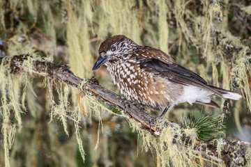 Nocciolaia